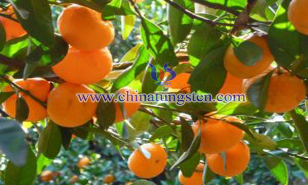 citrus trees image