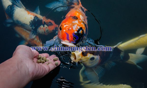 鱼类摄食图片 鱼类摄食图片