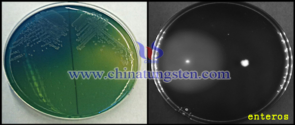 treating enteritis with tungsten image