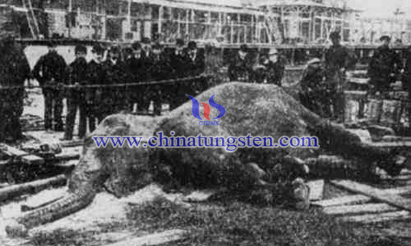 1903年被電死的紐約公園馬戲團大象“圖潑西”。（紀錄片Electrocuting an Elephant）