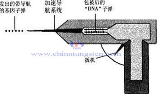 基因枪技术微型子弹钨粉制取图片