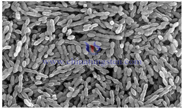 Monoclinic-Phase-Cobalt-Tungstate-Nanorod-Powder