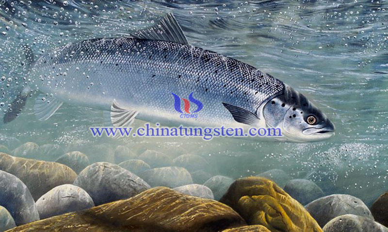 atlantic salmon image