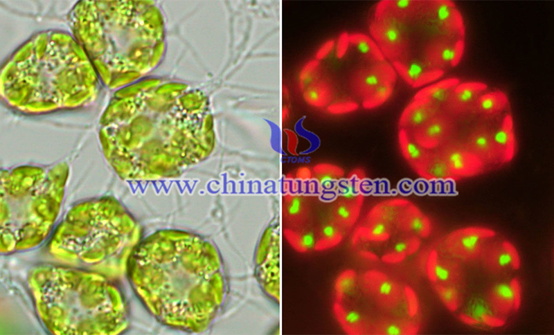 genes added to this marine protist show up as green dots image