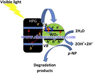 Schematic diagram of plausible p-NP photodegradation mechanism over W-HPG catalysts.