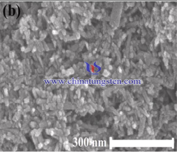 SEM image of WO3 nanorods