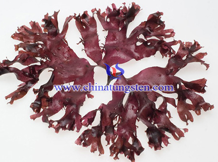 image of red seaweed