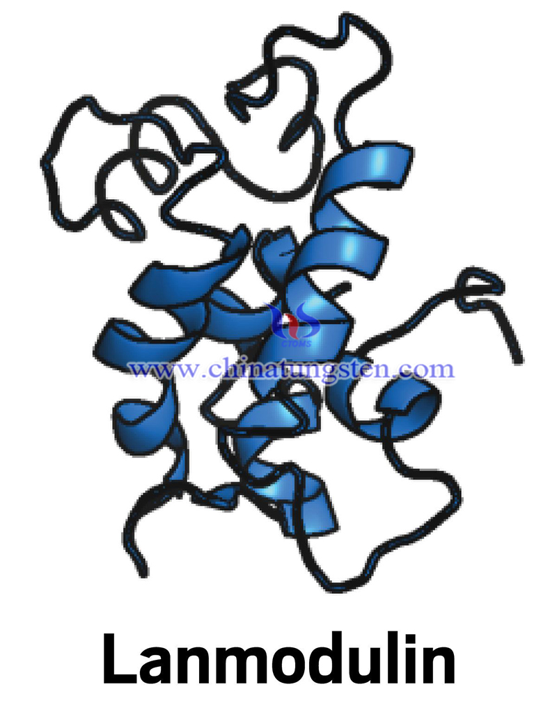 lanmodulin蛋白質圖片