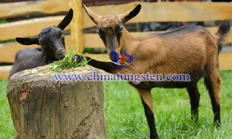 brown goats image