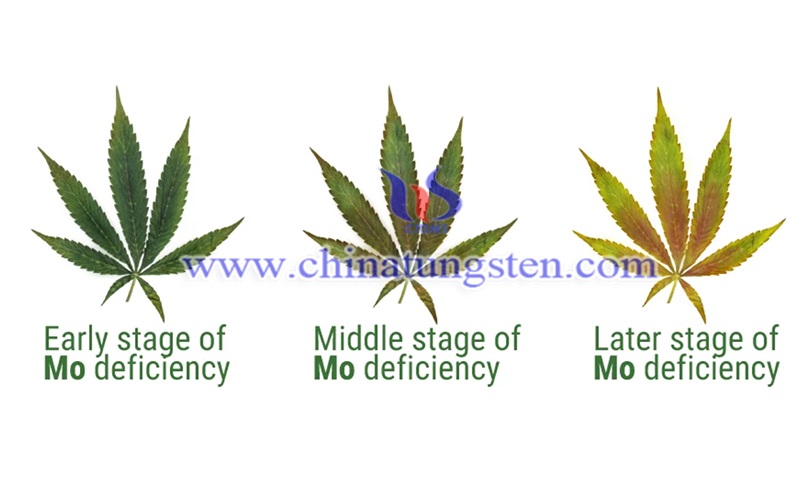 Curing molybdenum deficiency in cannabis image