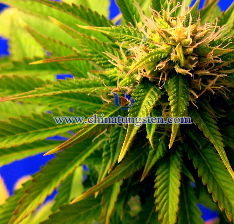 How to fix cannabis molybdenum deficiency image