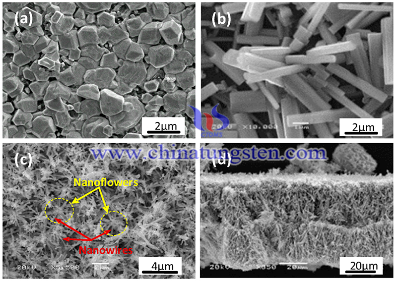 氧化钨纳米结构图片