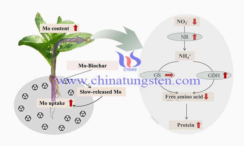 Biochar-based molybdenum slow-release fertilizer enhances nitrogen assimilation image