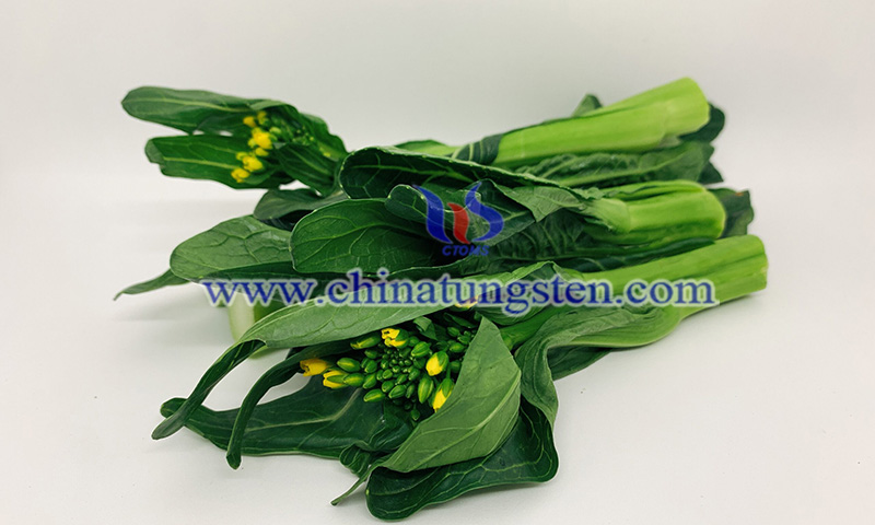 The Flowering Chinese Cabbage image