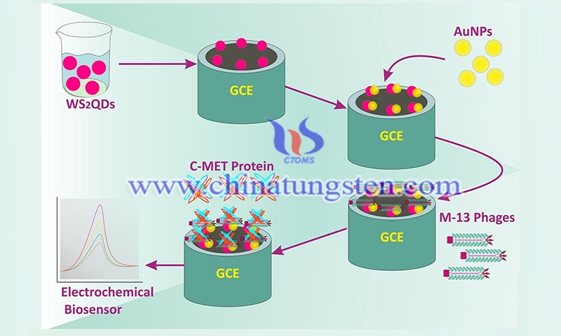 Early stage evaluation of colon cancer using tungsten disulfide quantum dots image