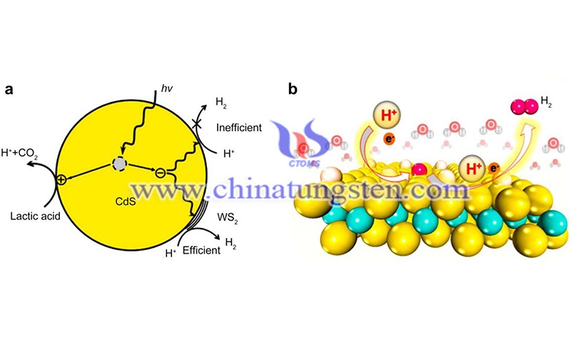 Proposed reaction mechanism for photocatalytic H2 production on the WS2-CdS catalyst image