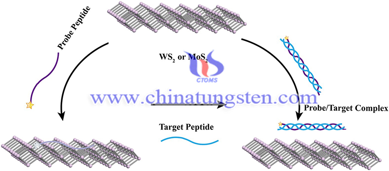 WS2 and MoS2 biosensing platforms using peptides as probe biomolecules image