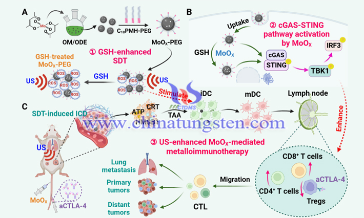 缺陷态氧化钼在声动力治疗技术中的应用过程（图源：Angewandte Chemie International Edition/Liang Cheng）