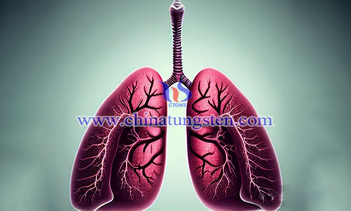 二碘化钨团簇的毒性对肺部的伤害