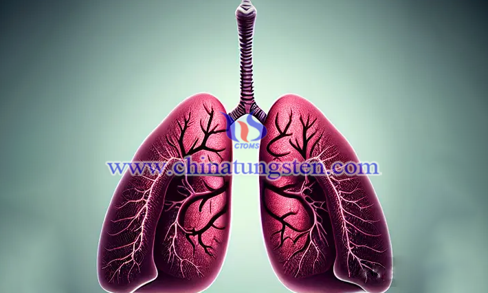 The toxicity of tungsten diiodide clusters is harmful to the lungs