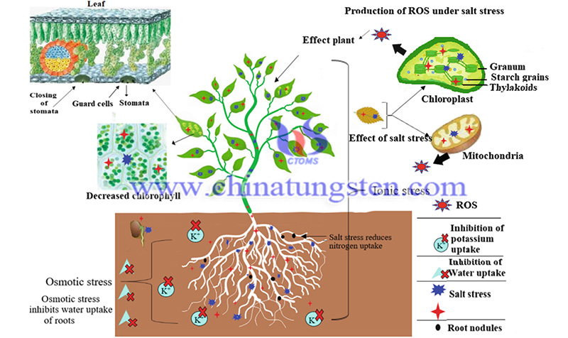 Effect of salt stress on plants image